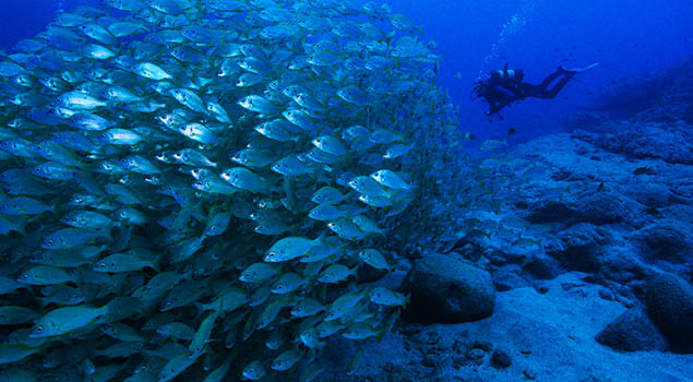 Duiken Canarische Eilanden - Fuerteventura