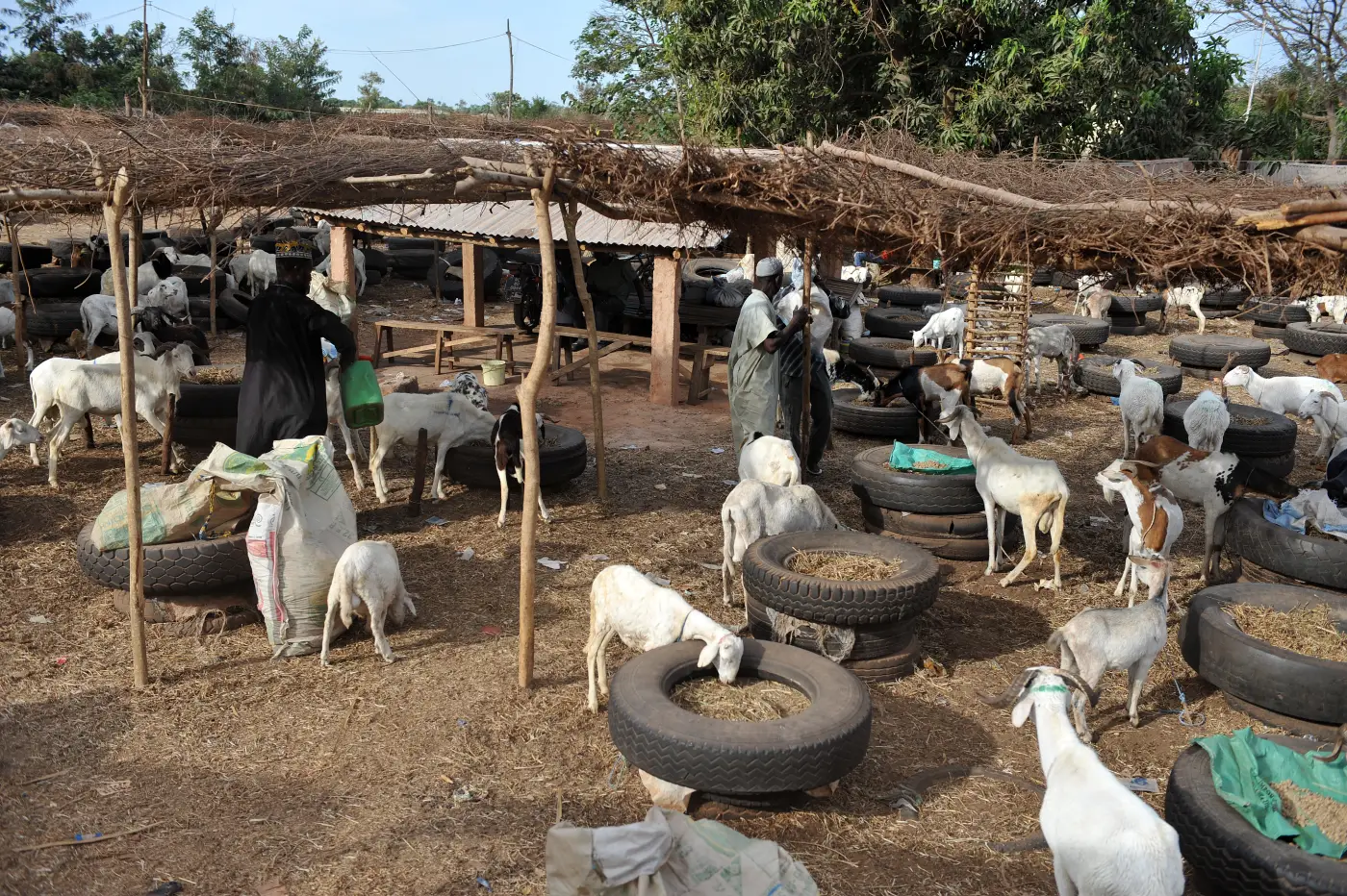 Geiten in Gambia