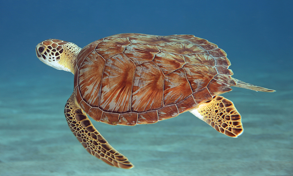 duiken en snorkelen curacao