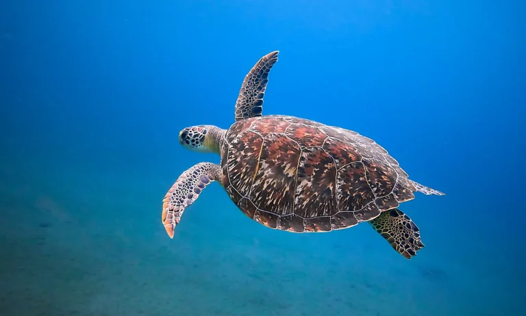 Schildpad op Curacao (Playa Grandi)