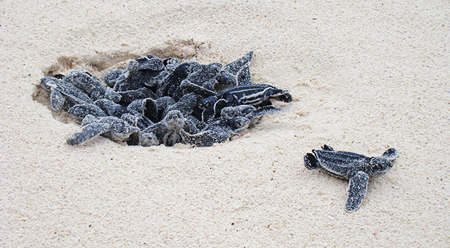 Mooiste stranden Cyprus - Turtle Beach