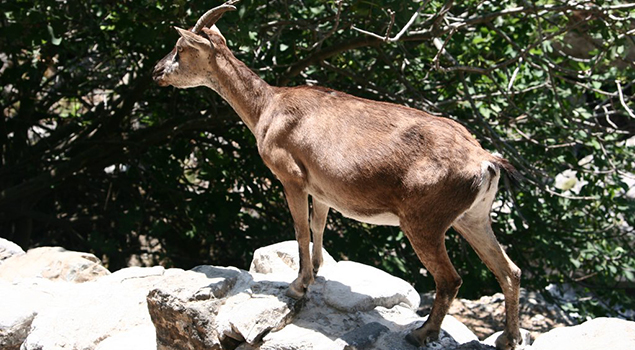 Samaria kloof - Wandelen op Kreta