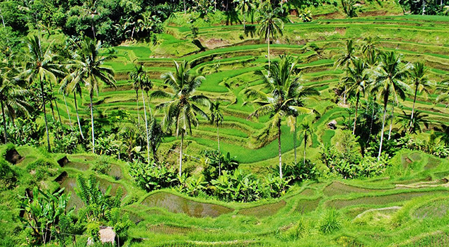 Highlights Bali - Rijstveld Bali