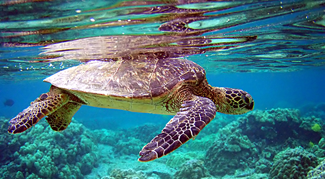 Highlights Bali - Snorkelen bij Bali