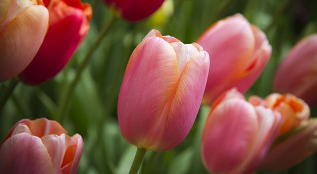 Tulpen in de Keukenhof - Weetjes over Turkije