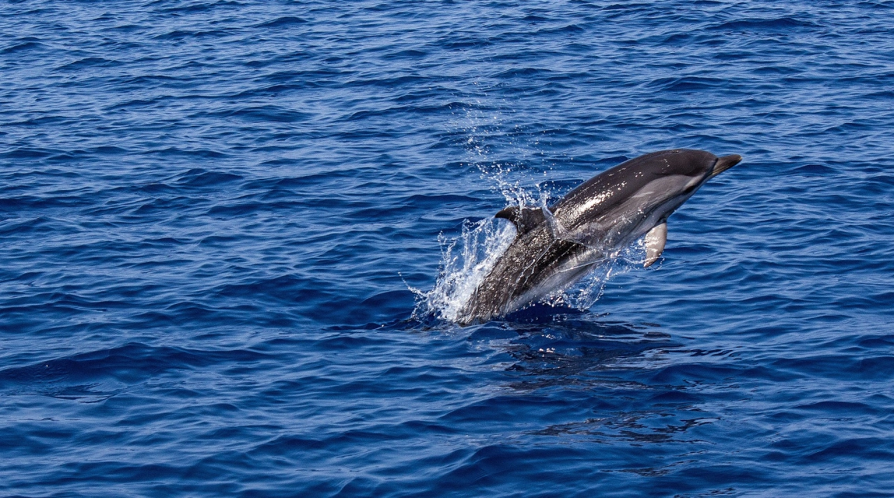 Dolfijnen spotten in Tenerife