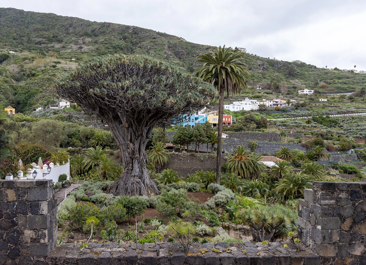 El drago, oude drakenboom op tenerife