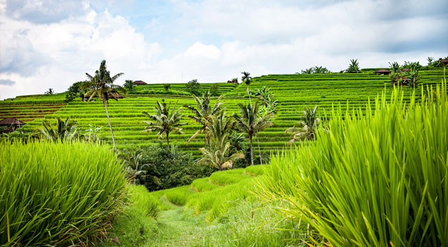 Rijstvelden in Bali