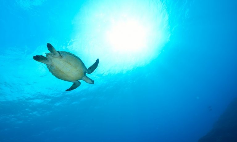 Schildpad in helderblauwe zee