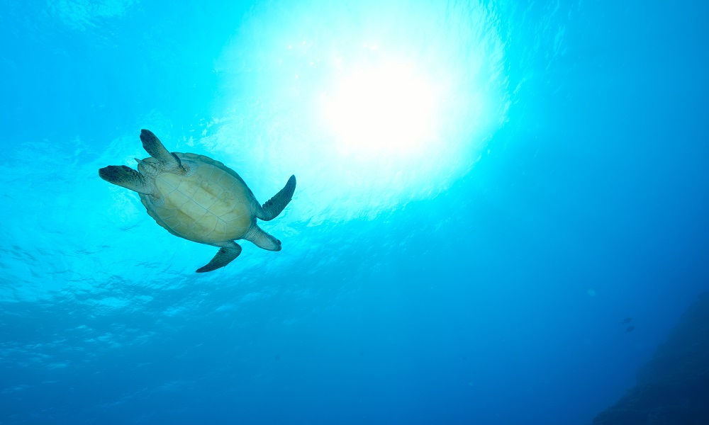 Schildpad in helderblauwe zee