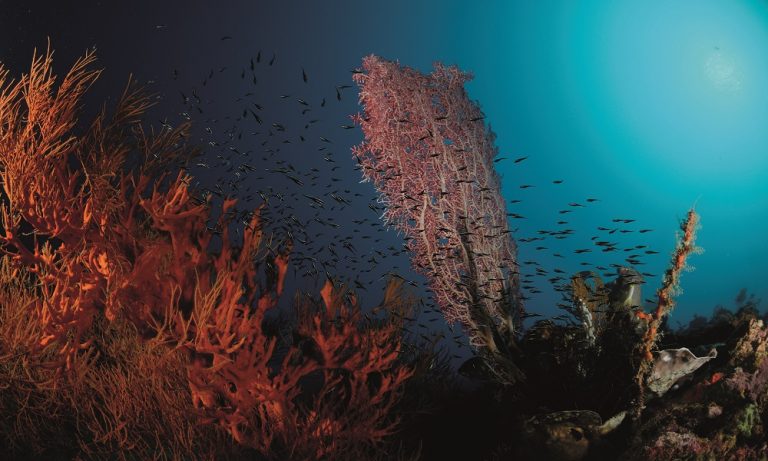 Snorkelen op Bali