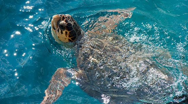 Caretta Caretta schildpad