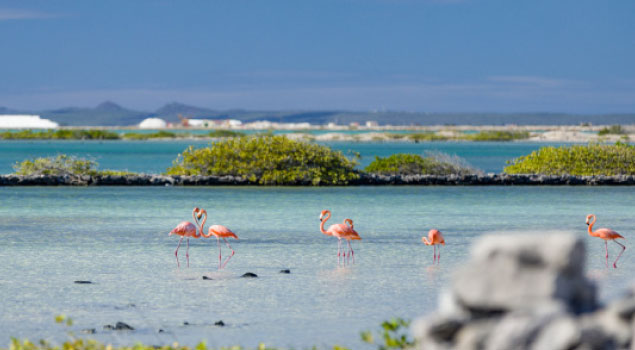 Jeroen's Bonaire