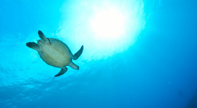 Jeroen's Bonaire