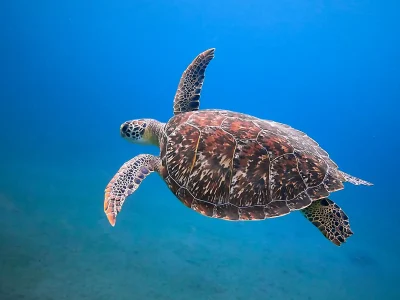 Schildpad op Curacao (Playa Grandi)
