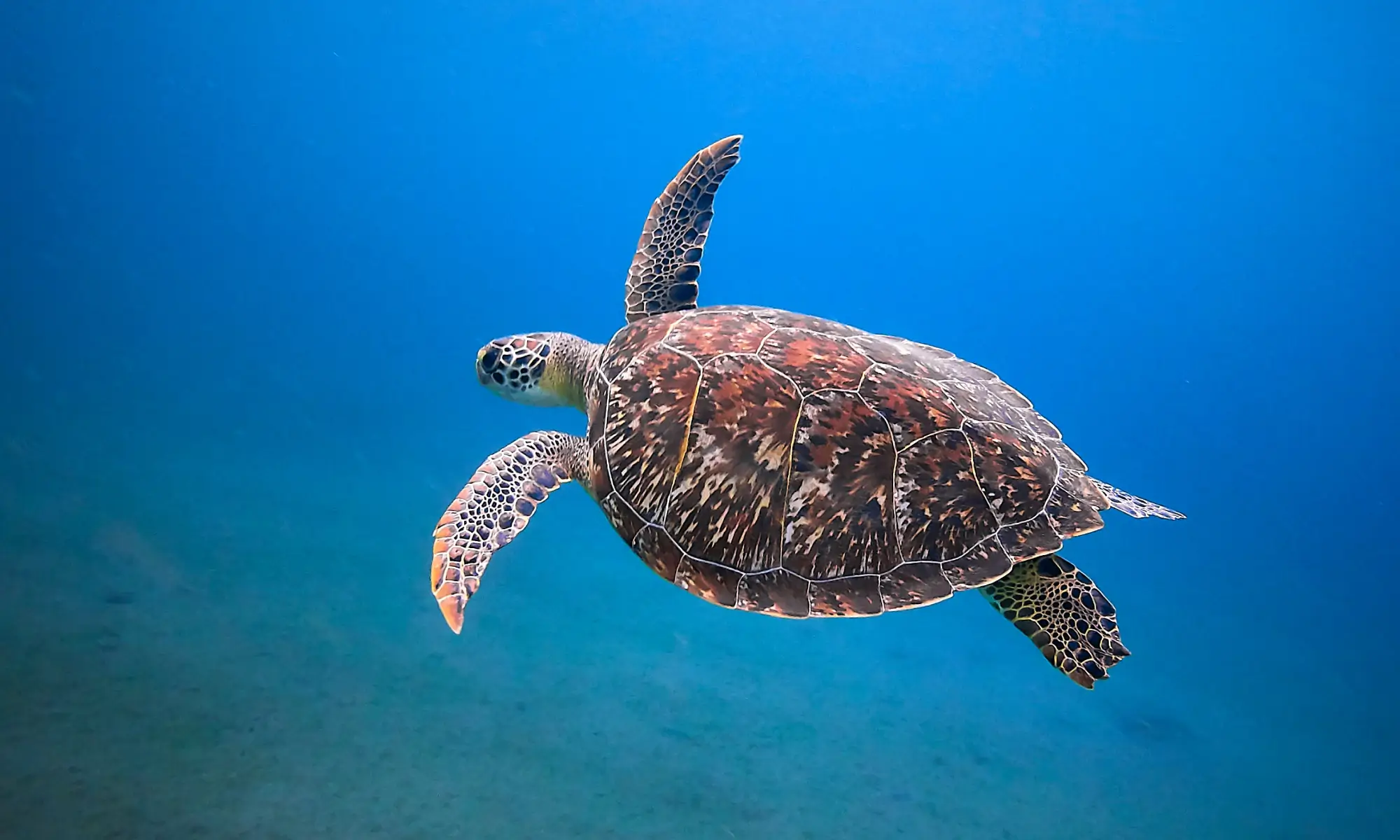 Schildpadden spotten op Curaçao (Playa Grandi) Corendon
