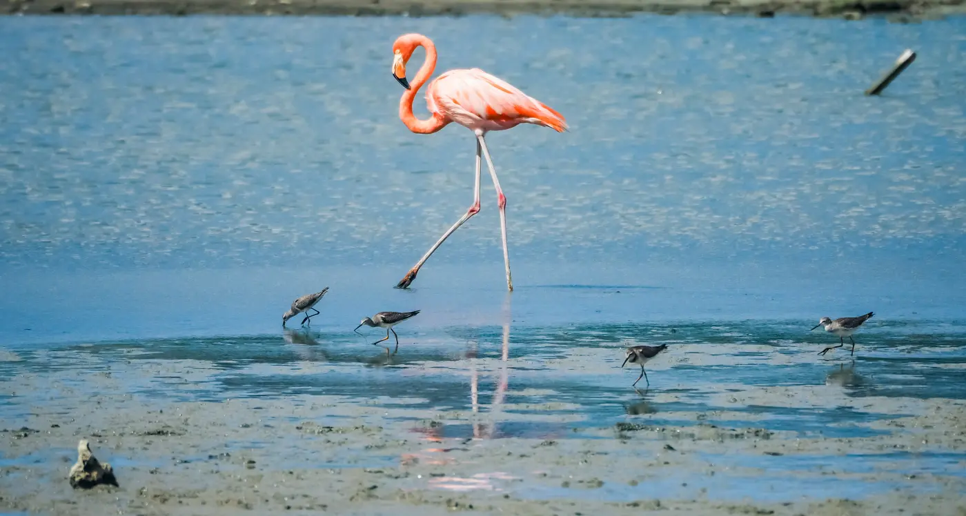 Flamingo's bij Jan Kok Baai